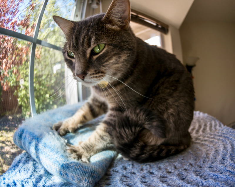 A behavior from kittenhood persists in many adult cats. (Photo: Byron Chin/flickr, CC BY-NC-SA)